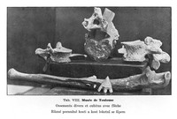 view M0004772: Neolithic human bones and an arrow