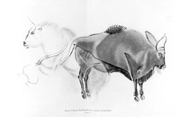 view M0004807: Ox and female bison from Breuie's La Caverne d'Altamina, 1906