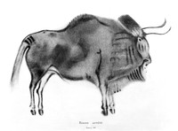 view M0004810: Standing bison from Breuie's La Caverne d'Altamina, 1906