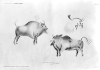 view M0004795: Small bisons from Breuie's La Caverne d'Altamina, 1906