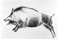 view M0004803: Galloping boar from Breuie's La Caverne d'Altamina, 1906