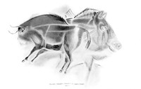 view M0004805: Bovid, boar and horse from Breuie's La Caverne d'Altamina, 1906