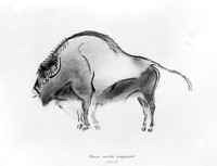 view M0004808: Bellowing bison from Breuie's La Caverne d'Altamina, 1906.