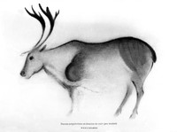 view M0004848: Drawing of a reindeer, from Font-de-Gaume