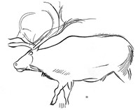 view M0004864: Line drawing of a large reindeer, from Les Combarelles