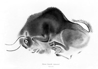 view M0004814: Female bison from Breuie's La Caverne d'Altamina, 1906