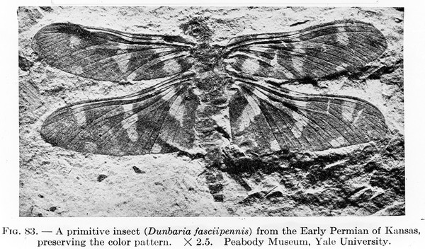 M0006024: A primitive insect (<i>Dunbaria fasciipennis</i>)