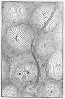 view M0006150: Descarte's system of vortices