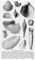 view M0006051: Mesozoic invertebrates: pelecypods