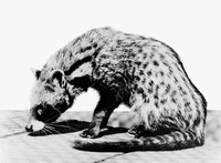 view M0006305: African civet