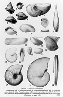 view M0006049: Paleozoic invertebrates: gastropods