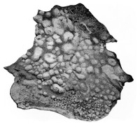 view M0006275: Piece of skin, from Ruffer: <i>Studies in the Palaeopathology of Egypt</i> (1921)