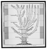 view M0005964: "Diagram suggestive of the evolution of the primate"