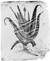 view M0006098: Aloe, from Dioscorides: <i>Juliana Anicia Codex</i>