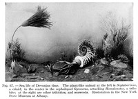 view M0006021: Restoration of sea life of Devonian times