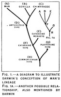 view M0006230: Diagram to illustrate Darwins conceptions of man's lineage / M0006230EB: Diagram to illustrate Darwins conceptions of man's lineage.