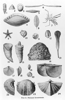 view M0006048: Paleozoic Invertebrates