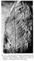 view M0006015: An ancient fern (<i>Pecopteris dentata</i>)