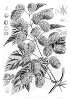 view M0005920: Humulus Lupulus (hops), from Bentley and Trimen: <i>Medicinal plants</i> (1880)