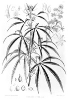 view M0005921: Cannabis Sativa, from Bentley and Trimen: <i>Medicinal plants</i> (1880)