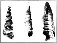 view M0006034: Turritella gastropod occuring as a fosil / M0006035: A flying reptile (Rhamphorhynchus Phyllurus) preserved in fine limestone