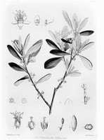 view M0005916: Erythroxylon Coca, from Bentley and Trimen: <i>Medicinal plants</i> (1880)