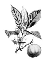 view M0005887: Citrus Aurantum (Orange), from Bentley and Trimen: <i>Medicinal plants</i> (1880)