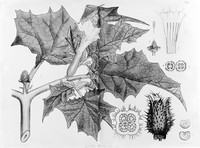 view M0005918: Datura stramonium (jimsonweed), from Bentley and Trimen: <i>Medicinal plants</i> (1880)