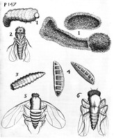 view M0005847: Grubs born in vipers flesh, from Buonanni: <i>Observationes circa viventia<i> (1691)</i></i>