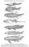 view M0006016: Devonian Marine and old red sandstone fishes