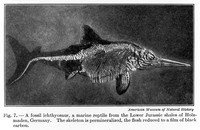 view M0006033: A fossil Ichthyosaur, marine reptile