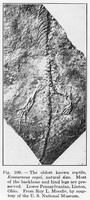 view M0006042: Fossil of the oldest known reptile <i>Eosuaravus copei</i>