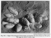 view M0006044: Eggs of the dinosaur Protoceratops