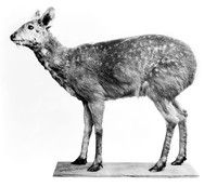 view M0006306: Musk deer