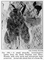 view M0006043: Fossil of a small stone fly <i>Lemmatophora typica</i>, from the early Permian near Elmo, Kansas