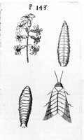 view M0005846: Grubs generated in the flowers of hyacinth, from Buonanni: <i>Observationes circa viventia<i> (1691)</i></i>