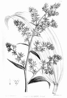 view M0005922: Veratrum Viride (Indian poke), from Bentley and Trimen: <i>Medicinal plants</i> (1880)