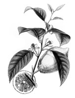 view M0005888: Citrus Limonum (Lemon), from Bentley and Trimen: <i>Medicinal plants</i> (1880)