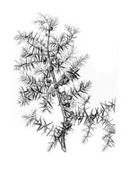 view M0005902: Juniperus Communis (Juniper), from Bentley and Trimen: <i>Medicinal plants</i> (1880)