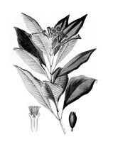 view M0005893: Eugenia caryophyllata (Clove), from Bentley and Trimen: <i>Medicinal plants</i> (1880)