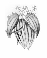 view M0005900: Cinnamonum Zeylanicum (Cinnamon), from Bentley and Trimen: <i>Medicinal plants</i> (1880)