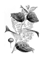 view M0005895: Styrax benzoin. (Benzoin, Friar's Balsam), from Bentley and Trimen: <i>Medicinal plants</i> (1880)