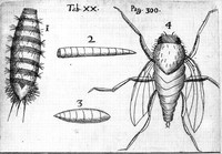 view M0005848: Grubs generated in rotten eggs, from Buonanni: <i>Observationes circa viventia<i> (1691) / M0005848EB: Grubs, from Buonanni: <i>Observationes circa viventia<i> (1691)</i></i></i></i>