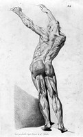 view M0007282: Illustration of male figure, showing muscles