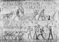 view M0006365: Egyptian tomb in Sakkara (Saqqara) depicting ploughing and tiliing