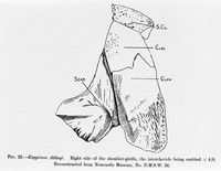 view M0006665: Drawing of the shoulder girdle of the <i>Eogyrinus Attheyi</i>