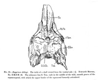 view M0006661: Drawing of the ventral side of the skull of <i>Eogyrinus Attheyi</i>