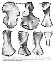 view M0006650: Drawings of bone sections from Seymouria