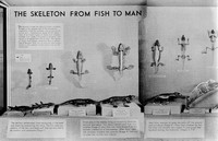 view M0006505: "Skeleton from Fish to Man", display from the American Museum of Natural History, left panel