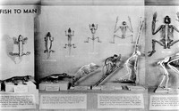 view M0006506: "Skeleton from Fish to Man", display from the American Museum of Natural History, central panel